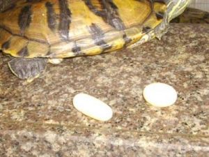 乌龟一次下几个蛋 家里养龟十大禁忌
