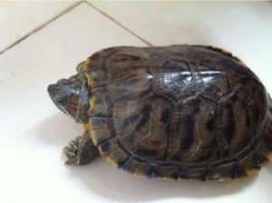 中国允许养哪些龟 中国允许养的龟