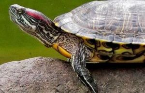 巴西龟水养还是干养 乌龟多久不吃食会饿死