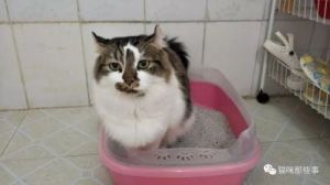 猫砂盆很干净但猫拉在外面 猫在猫砂盆拉屎