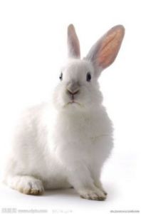 兔子外形特点大全 兔子的特点和本领