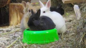 兔子的颜色 兔子在线视频