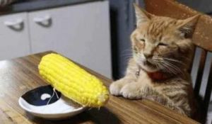 猫能不能吃玉米 吃玉米的猫图片
