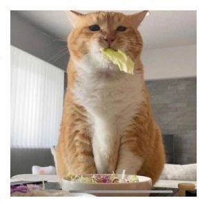 猫最爱吃的10种蔬菜 训练猫的100个技巧