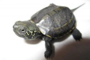 为什么不建议养草龟 乌龟每天都要喂食吗