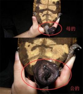 巴西龟公母图片对照图 不养的巴西龟怎么解决