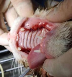 猫口炎的早期症状 溃疡坏死性口炎早期症状