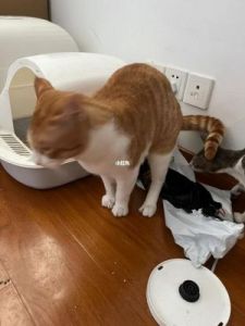 小猫不去猫砂盆拉屎 小猫会自己去猫砂盆上厕所吗
