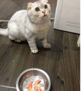猫咪可以吃虾头吗 猫可以吃虾头吗