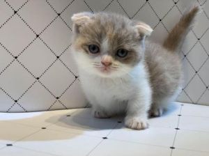 日本网友养了一只曼基康猫 千万别养曼基康猫