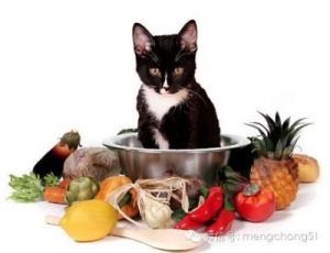 猫咪可以吃的水果 猫咪十大禁忌水果