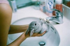 兔子要洗澡吗 兔子养殖禁忌