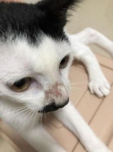 猫鼻子癣初期症状图片 猫咪鼻子湿漉漉的正常吗