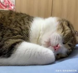 小猫一天睡多少个小时算正常 小猫一天睡多长时间是正常的