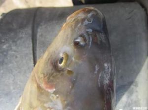 鱼的眼睛一层白膜 鱼的眼睛上面有一层白膜是怎么回事