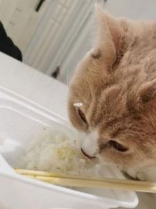 猫咪能吃米饭吗 猫咪十大必吃食物