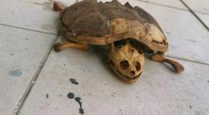 乌龟的假死状态 乌龟品种识别扫一扫