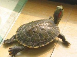 巴西龟能活多久 巴西龟图片