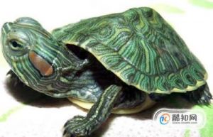 2021年最新乌龟禁养名单 家养排名最漂亮的龟
