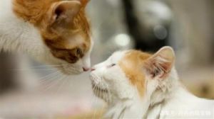 猫咪知道人类亲它吗 猫咪懂得被人类亲亲吗