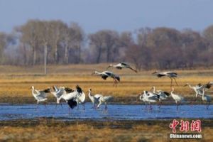 首次发现！白头鹤和灰鹤现身安徽枞阳陈瑶湖，刷新重要水鸟资源名录