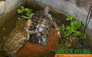 新手养乌龟的正确方法 乌龟在水里能呆多久