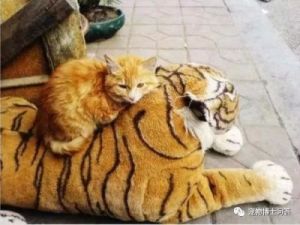 老虎会攻击猫吗 猫与老虎的故事