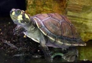 侧颈龟为什么叫垃圾龟 侧颈龟品种大全