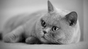 灰色的猫各种品种 全身灰色的猫是什么品种