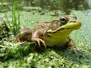 彩蛙是怎么染色的 彩蛙是被染色了吗