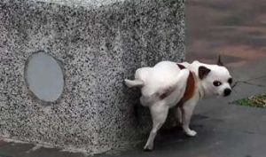 狗狗舔自己的小便处是什么原因 训练狗狗大小便妙招