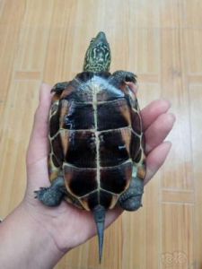 6年龟龄的草龟价格 6到7厘米的草龟几岁