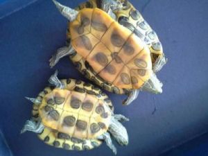 扫一扫辨认乌龟 草龟能活多久