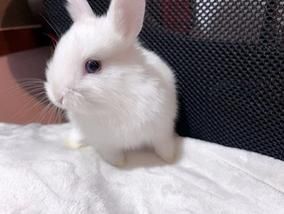 侏儒兔图片 侏儒海棠兔