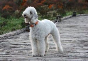 贝灵顿梗犬 十大最漂亮小型犬