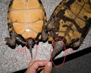 小乌龟怎么分辨公母最简单的 乌龟怎么分公母最简单