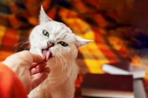 猫咪舔手是什么原因 猫咪舔人的脸和手什么意思
