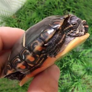 东锦龟为啥比西锦龟贵 白化巴西龟