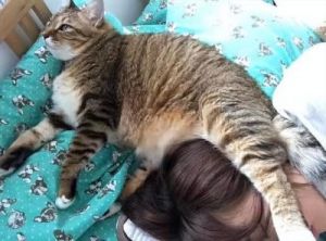 猫咪趴在人身上睡觉代表什么 猫咪趴在人身上睡觉