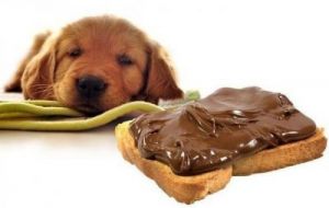 巧克力怎么骗狗吃 狗吃多少巧克力会致死