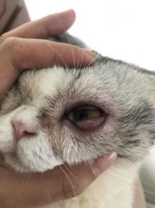 猫咪眼睛发炎初期照片 猫咪眼睛发炎会自愈吗