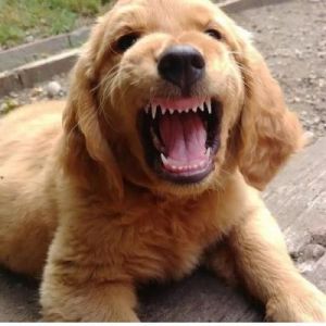 狗狗呲牙咬人怎么办 教训狗狗反而呲牙是要咬我吗