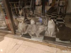 湖北孝感：猫咪被困咖啡店  消防员化身“蓝朋友”成功救援