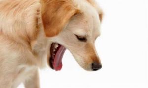 狗狗催吐的方法 怎么让狗狗快速吐出来