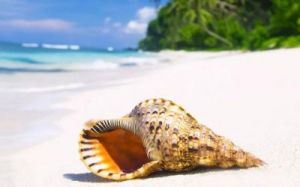 为什么海螺里有大海的声音 蕙兰瑜伽冥想音乐睡眠