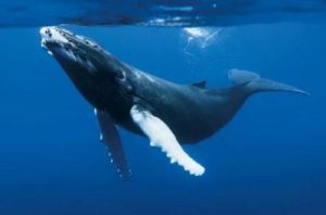 寿命500年的鲸鱼 鲸鱼能活多久