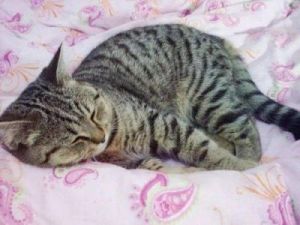 猫临死前的15个征兆 猫死后身体柔软是不是没死