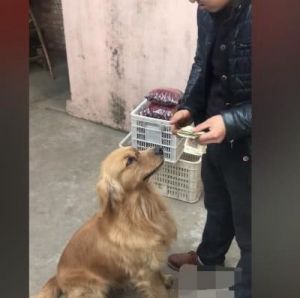 狗为什么不能吃红枣 小型犬能吃红枣吗