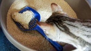 猫砂是不断添加还是更换 自动猫砂机有果蝇