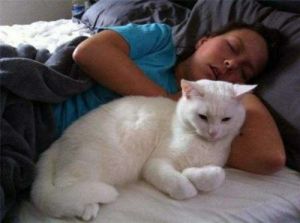 猫咪突然不和主人一起睡觉了 为什么猫咪喜欢在主人旁边睡觉